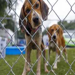 The Vital Partnership Between Animal Shelters and Local Veterinarians in Southeast SC