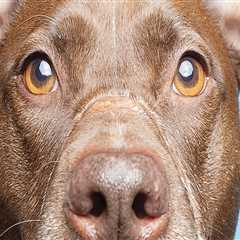 The Growing Demand for Animal Shelters in Southeast SC
