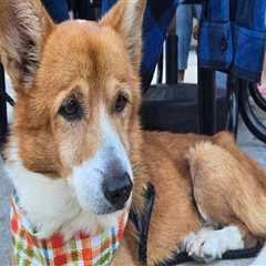 The Journey of an Animal: The Adoption Process at Animal Shelters in Southeast SC