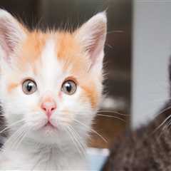 Supporting Animal Shelters in Southeast SC: How You Can Make a Difference