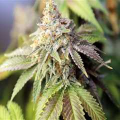 Navigating Cannabis Laws in Southwest Washington: An Expert's Perspective