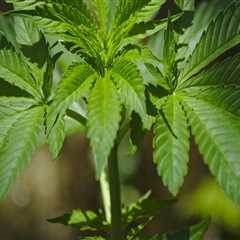 Exploring the Age Restrictions and Regulations of Cannabis in Southwest Washington