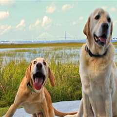The Impact of Breed-Specific Shelters in Southeast SC