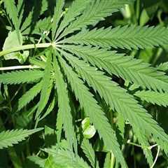 The Benefits of Having a Medical Marijuana Card in Southwest Washington