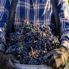 The Growing Popularity of Western Washington Vineyards