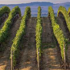 The Sustainable Vineyards of Western Washington