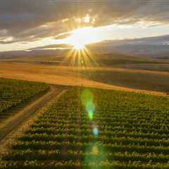 The Perfect Climate for Vineyards in Western Washington