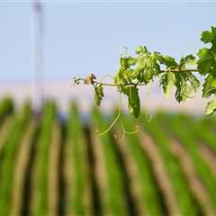 The Regulations and Restrictions for Vineyards in Western Washington: An Expert's Perspective