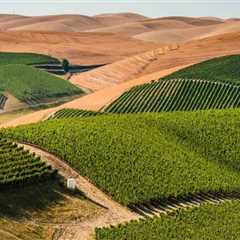 Discovering the Hidden Gems of Western Washington's Vineyards