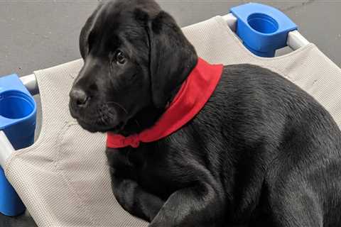 The Impact of Educational Programs Offered by Animal Shelters in Southeast SC