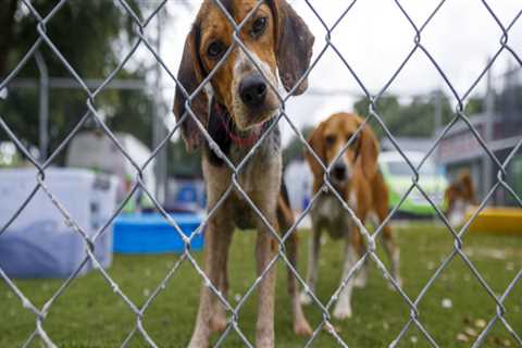 The Vital Partnership Between Animal Shelters and Local Veterinarians in Southeast SC