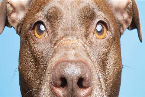 The Growing Demand for Animal Shelters in Southeast SC