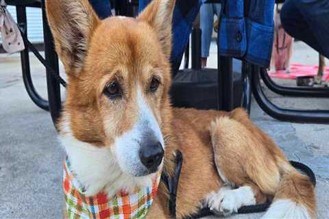 The Journey of an Animal: The Adoption Process at Animal Shelters in Southeast SC