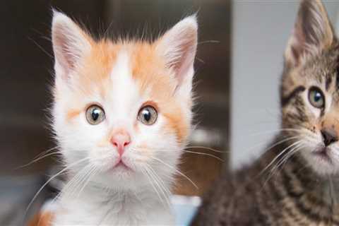 Supporting Animal Shelters in Southeast SC: How You Can Make a Difference