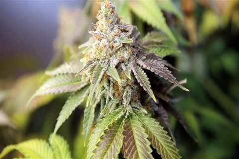 Navigating Cannabis Laws in Southwest Washington: An Expert's Perspective