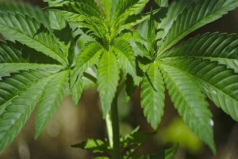 Exploring the Age Restrictions and Regulations of Cannabis in Southwest Washington