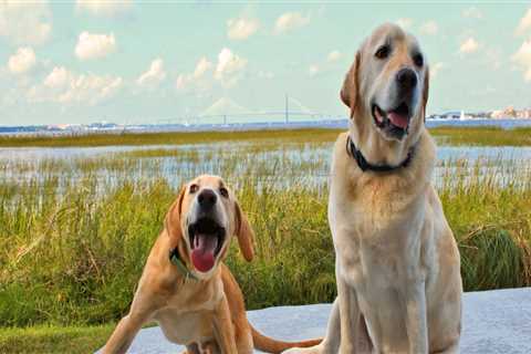 The Impact of Breed-Specific Shelters in Southeast SC