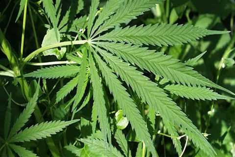 The Benefits of Having a Medical Marijuana Card in Southwest Washington