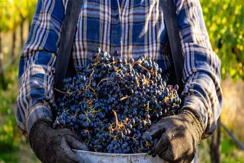 The Growing Popularity of Western Washington Vineyards