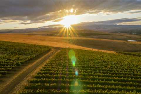 The Perfect Climate for Vineyards in Western Washington