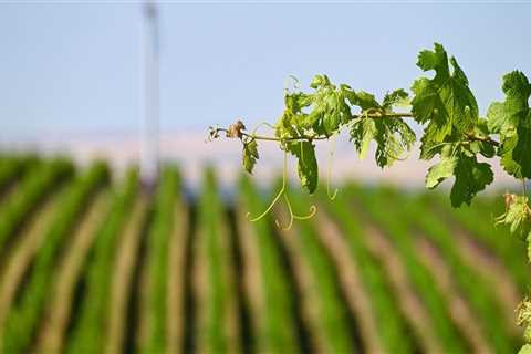 The Regulations and Restrictions for Vineyards in Western Washington: An Expert's Perspective