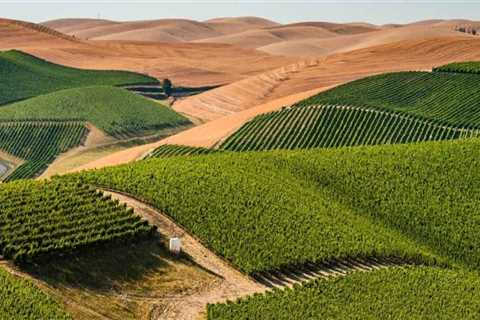Discovering the Hidden Gems of Western Washington's Vineyards