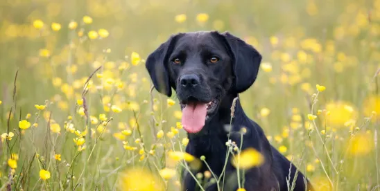 Securing Your Pet’s Future with Estate Planning