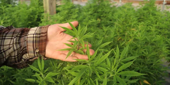 Significant Hemp Restrictions Included in Funding Bill