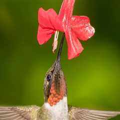 Supporting Your Community: How to Make a Difference in Alachua County, FL