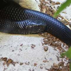 Preserving Southwest Florida's Unique Habitats: A Conservation Expert's Perspective