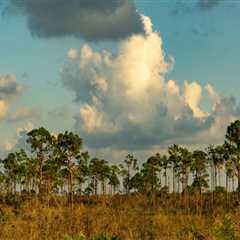 Preserving Endangered Species in Southwest Florida through Habitat Conservation