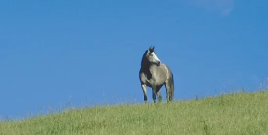 Legal Risks in Horse Boarding Contracts Under North Carolina Law and How to Avoid Them