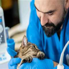 Exploring Specialized Medical Services Offered by Pet Care Organizations in Western Washington