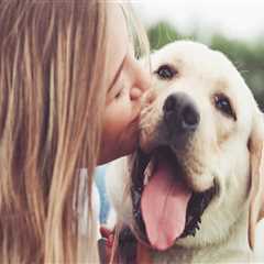 Comprehensive Guide to Pet Care Organizations' Hours of Operation in Western Washington