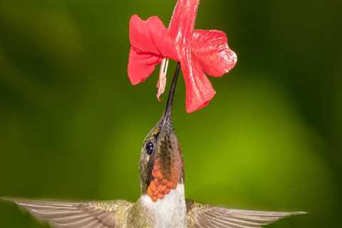 Supporting Your Community: How to Make a Difference in Alachua County, FL