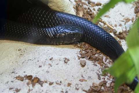 Preserving Southwest Florida's Unique Habitats: A Conservation Expert's Perspective