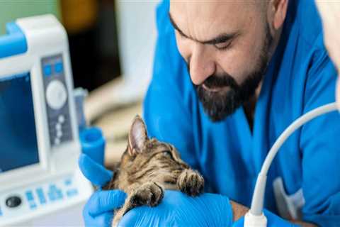 Exploring Specialized Medical Services Offered by Pet Care Organizations in Western Washington