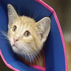 Understanding Cancellation Policies of Pet Care Organizations in Southern New Jersey