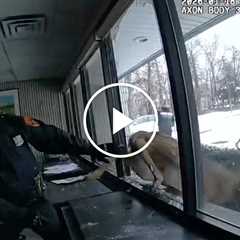 Deer Sets Off Burglar Alarm in a New York Bank