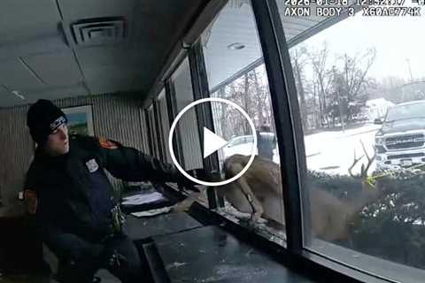 Deer Sets Off Burglar Alarm in a New York Bank
