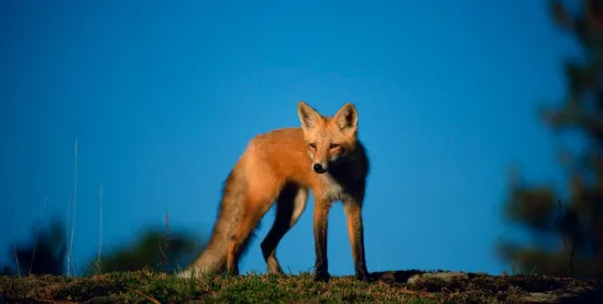 Negating Attorney-Client Privilege- Don’t Let AI Put a Fox in Your Company’s Henhouse