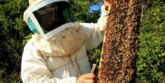 FDA Releases Honey Sampling Results