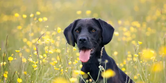 Muddy Paws? Franchisor’s Unclean Hands Precludes Full Equitable Relief