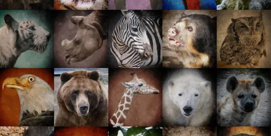 FWS and NMFS Rescind Endangered Species Act Regulatory Definition of ‘Harm’