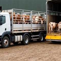 Navigating Transportation and Logistics in Livestock Marketing