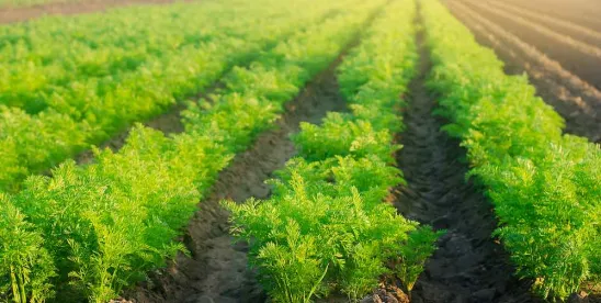 EB-2 NIW for Agricultural Engineers, Agronomists, and Food Scientists: Why Your Field Is Now a..