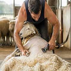 Understanding the Essential Role of Shearers in Wool Production