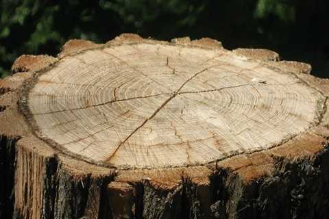 Landscape Engineering Principles That Support Better Tree Care in Columbia, MO