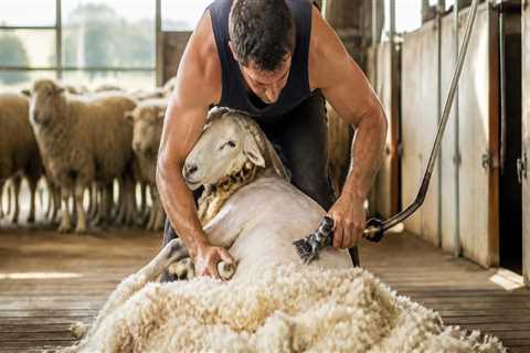 Understanding the Essential Role of Shearers in Wool Production